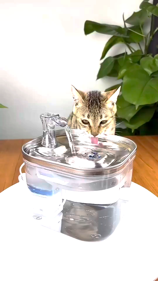 Fontaine à Eau Chat - Ultra Silencieuse | Votre chat boira 5x plus