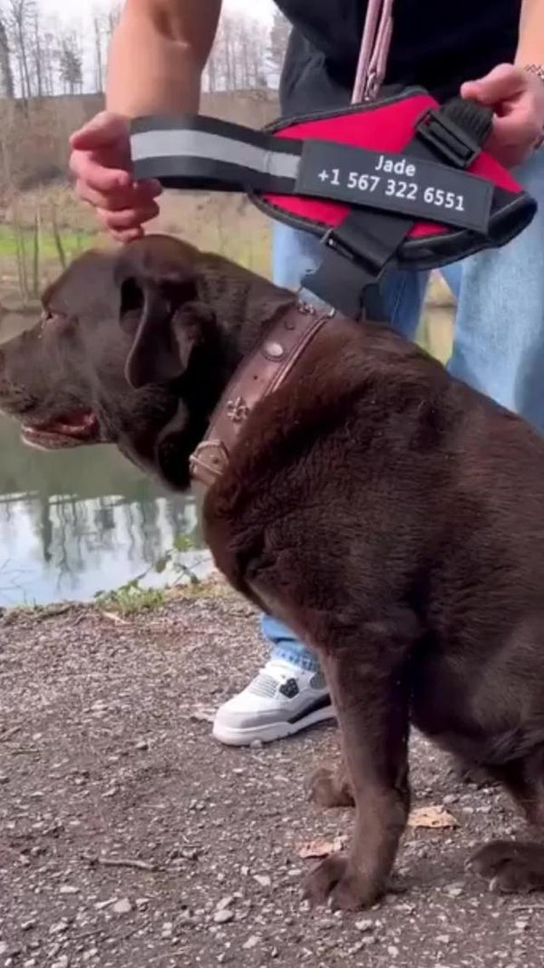 Harnais Anti-Traction Chien — Promenades Sans Stress