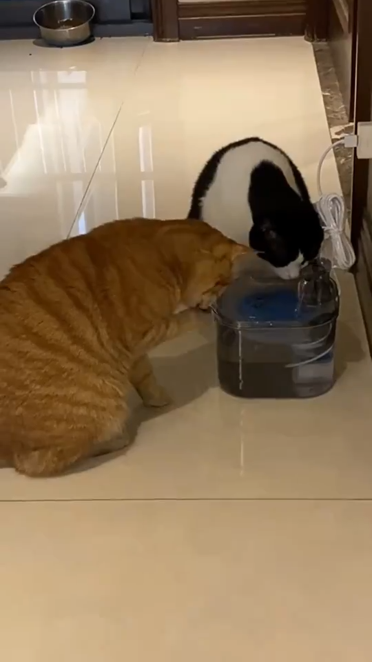 Fontaine à Eau Chat - Ultra Silencieuse | Votre chat boira 5x plus