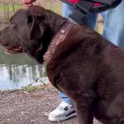 Harnais Anti-Traction Chien — Promenades Sans Stress
