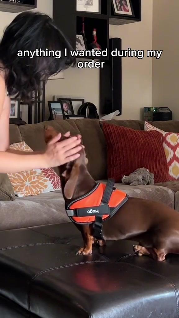 Harnais Anti-Traction Chien — Promenades Sans Stress