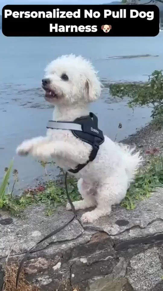 Harnais Anti-Traction Chien — Promenades Sans Stress
